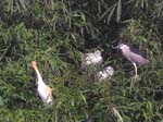 A droite, un h�ron