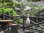 Beaucoup de beaux oiseaux