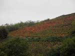 Le vignoble du Beaujolais