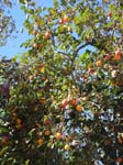 Sant'Agata: Apelsiner �verallt