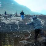 The Sami people (Laplanders) with their reindeer