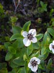 Cornouiller de Su�de (Cornus suecica) ...