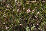 Androm�da polifolia ...
