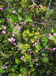 Androm�de bleue (Phyllodoce caerulea) ...