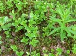 Cornouiller de Su�de (Cornus suecica) ...
