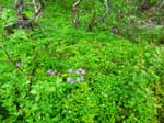 G�ranium des bois (G. sylvaticum) ...