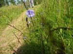 Campanule � feuilles rondes (C. rotundifolia)