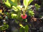Trientale d'Europe (Vaccinium myrtillus)