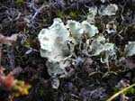 Du lichen