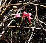 Camarine noire (Empetrum nigrum) ...
