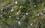 Linaigrette � feuilles �troites (Eriophorum angustifolium)