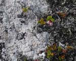 Airelle rouge (Vaccinium vitis-idaea)