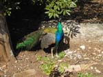 Den botaniska tr�dg�rden ...