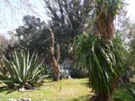 ... v�xter fr�n Mexico ...