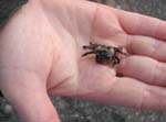 A minute crab