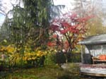 Tanya's and Al's place in Lynnwood