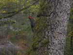 A woodpecker