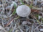 Mushroom under the frost