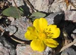 Ullranunkel (s�llsynt)