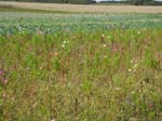 V�gen mot Verneuil-sur-Avre