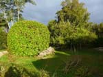 Bruno's parents' garden