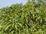La plantation de mangues