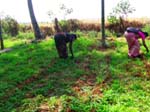 Vikasan aussi aide avec les potagers