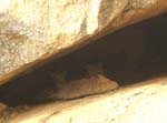 ... se trouvent 2 b�b�s l�opards