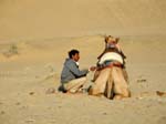 Raju Ram pr�pare les dromadaires
