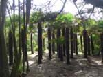 Den botaniska tr�dg�rden i Vauville