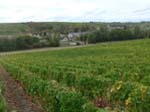 Sancerre: le vignoble