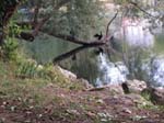 Un cormoran