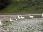 Des oies