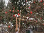 Rose hips