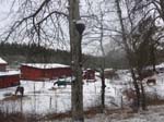 Farm horses