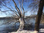 ... a willow overhanging the frozen lake