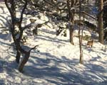 Visit by 2 deer !