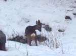 One more deer, quite close
