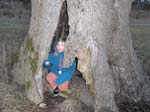 Ett gammalt asktr�d