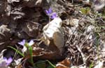<i>April</i>: Bl�sippor vid F�gel�udde, Liding�
