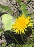 Citronfj�ril