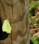 Citronfj�ril