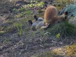 R�varna var f�rsvunna men har �terv�nt