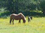 H�starna p� morgonen