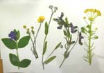 Ghislaines blommor