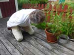 O� sont les tomates ?