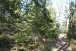 Des sapins dans la r�serve naturelle ...