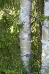 Des trembles et des sapins