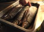 ... white salmon