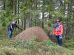 Very big ant hill